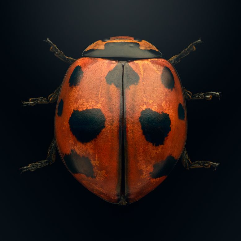 Biss specializes in macro photography -- each image was created from up to 10,000 photographs using microscope lenses, providing extreme levels of detail usually invisible to the human eye. Populations of the <a href="https://extinctandendangered.com/gallery/voccinella-novemnotata/info" target="_blank" target="_blank">nine-spotted lady beetle</a>, once widespread and the official state insect of New York, have crashed significantly since the 1980s.