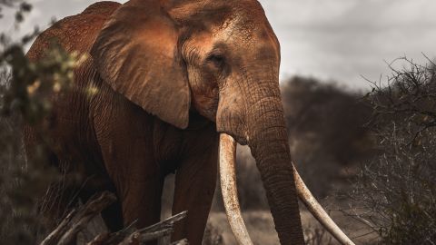 The magnificent "Super Tuskers" of Tsavo National Park are an increasingly rare sight.