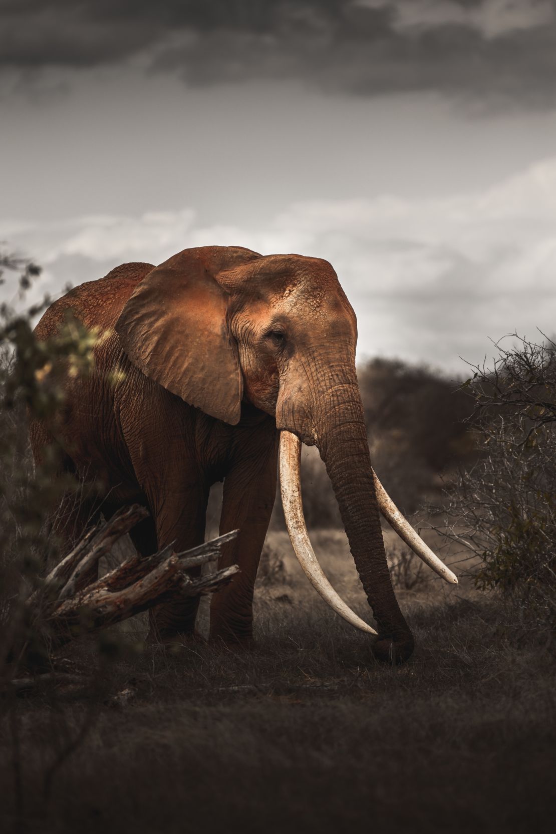 The last of Africa's big tusker elephants – in pictures, Environment