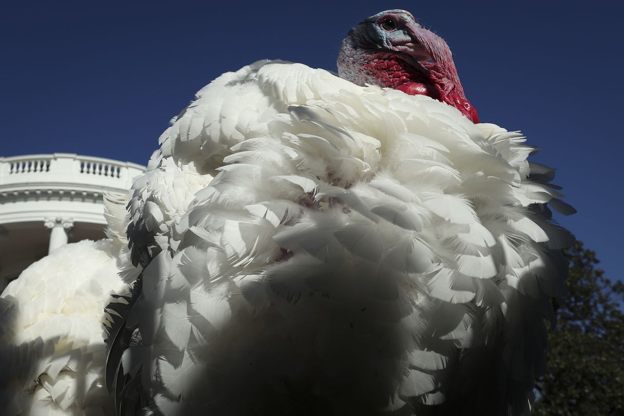 A turkey named Chip roams on the South Lawn of the White House after being "pardoned" by US President Joe Biden on Monday, November 21. Chip and another turkey named Chocolate were the turkeys spared this year in <a href="https://www.cnn.com/2022/11/21/politics/biden-thanksgiving-turkey-pardon" target="_blank">the traditional Thanksgiving turkey pardon</a>.