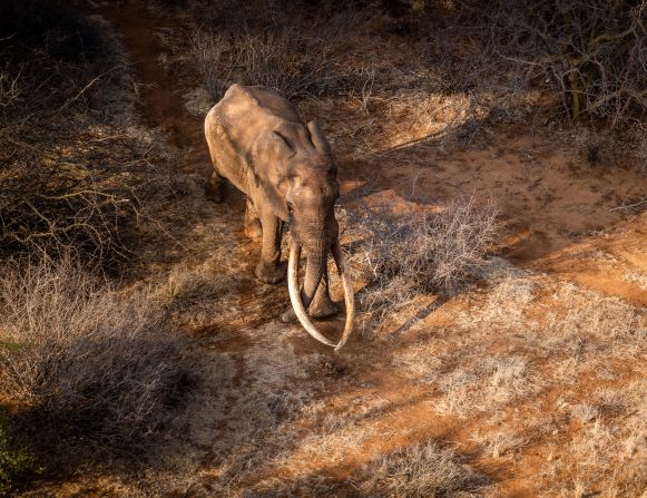  Among the huge variety of wildlife living in Kenya's Tsavo East National Park, are "Super Tuskers" -- African elephants with tusks that each weigh over 100 pounds (45 kilograms).