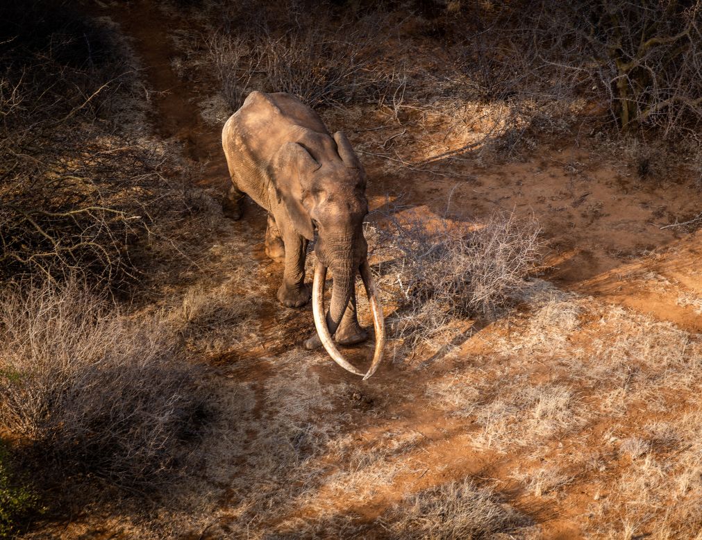 Among the huge variety of wildlife living in Kenya's Tsavo East National Park, are "Super Tuskers" -- African elephants with tusks that each weigh over 100 pounds (45 kilograms).
