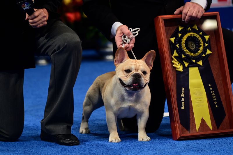 National store dog show