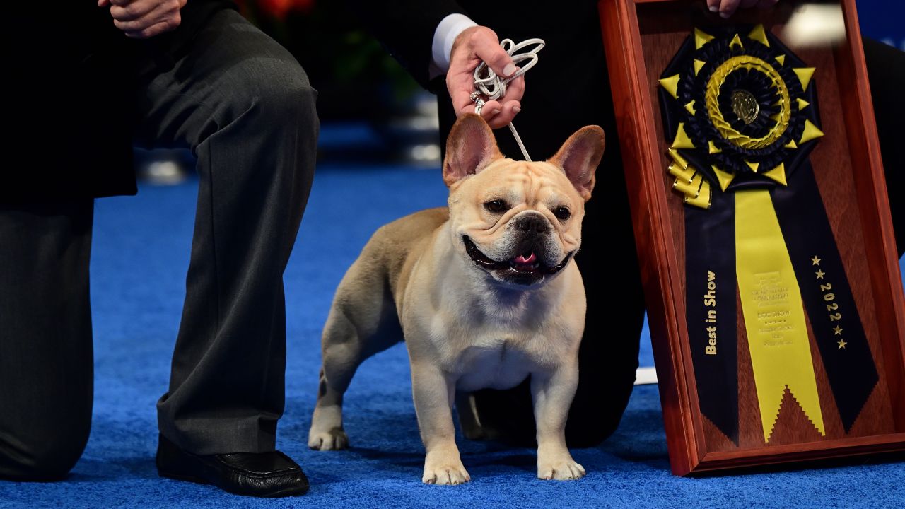 Perry Payson wins the National Dog Show with 3-year-old Winston, a French Bulldog.