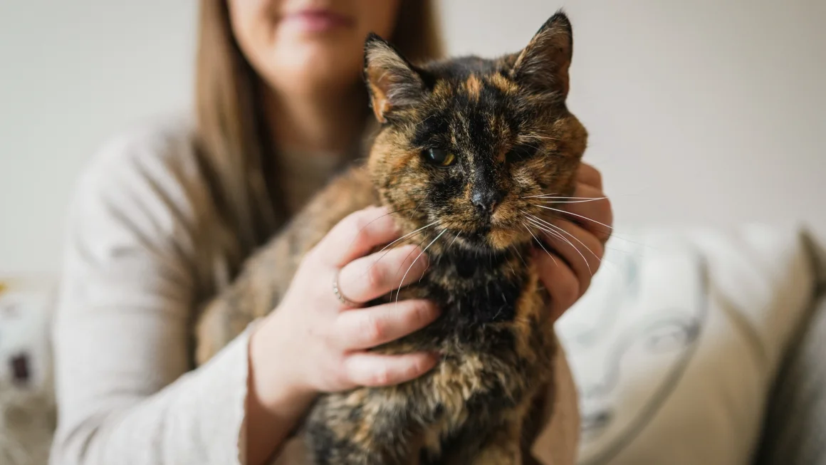 Oldest Cat in the World: 5 Record-Breaking Felines | Babloo Tips Oldest Cat in the World