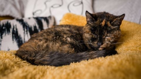 Flossie 通常被發現蜷縮在她最喜歡的黃色毯子裡。