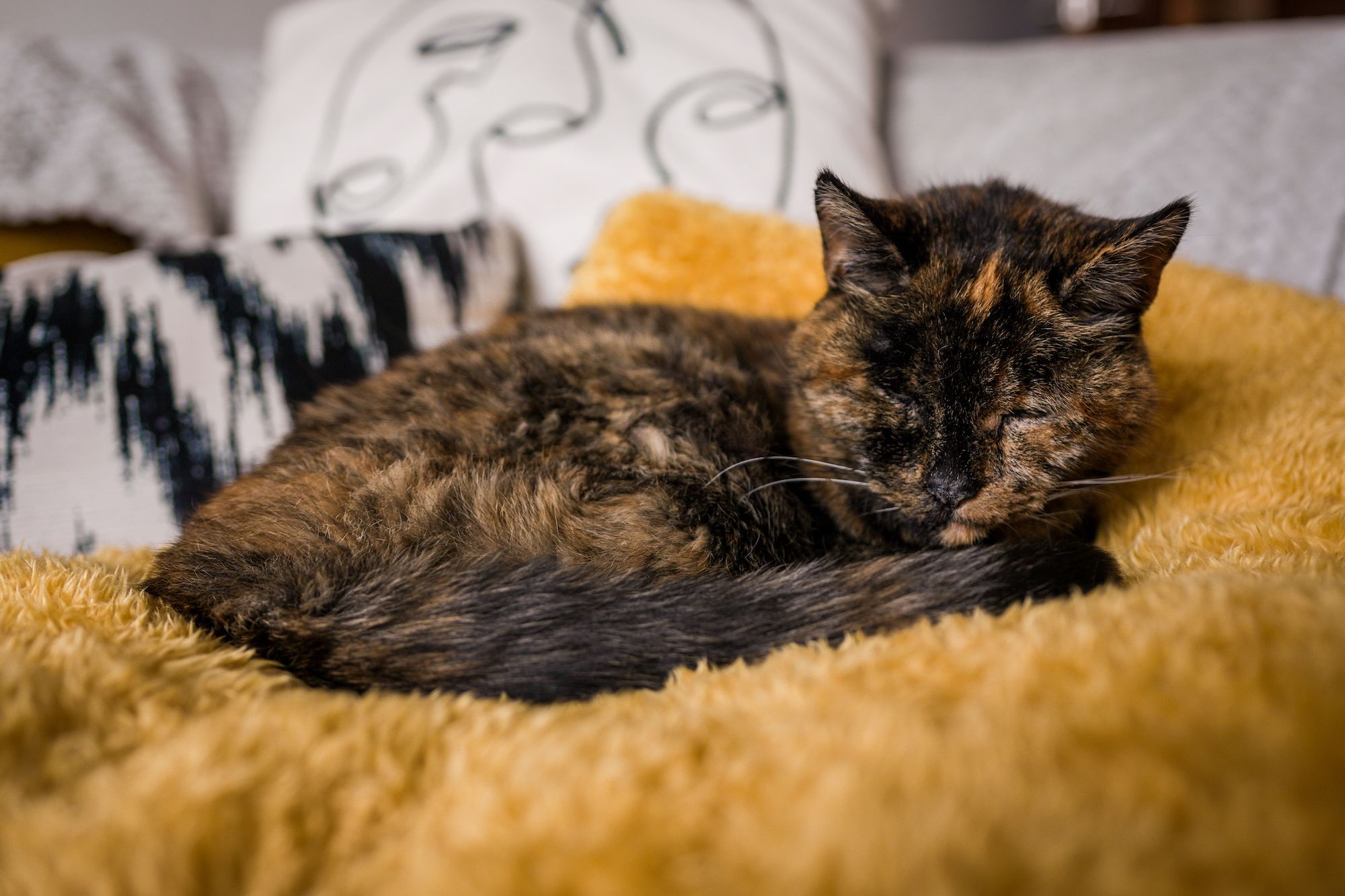 Flossie, the world's oldest living cat, is nearly 27 years old | CNN