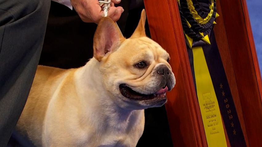 Winston National Dog Show winner DV