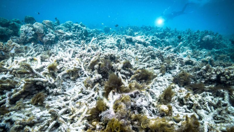 Great Barrier Reef should be placed on the ‘in danger’ list, UN-backed report shows | CNN