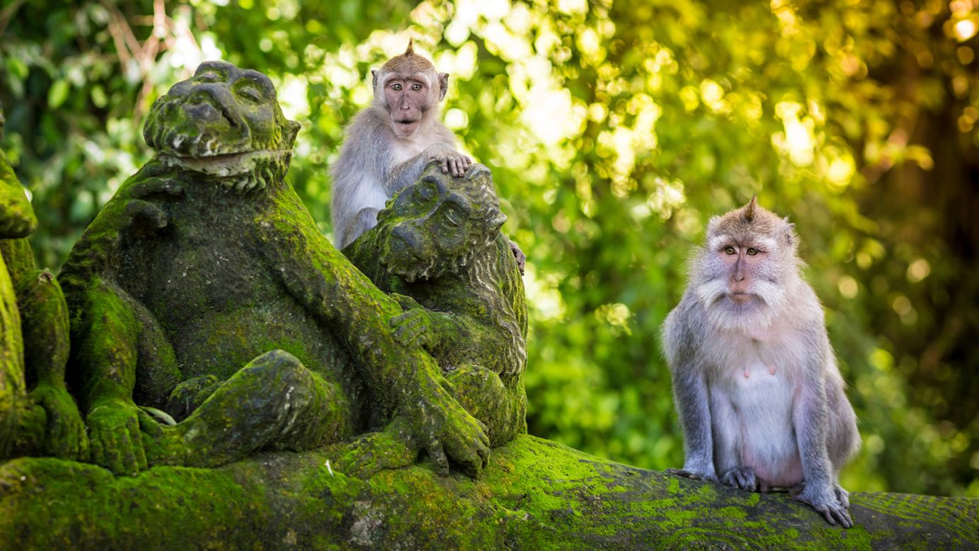 <strong>Ubud: </strong>As early as the 1920s, Ubud was touted by pioneering expats as Bali's artistic heartland. Its sacred Monkey Forest (long Bali's most popular tourist sight) is drawing crowds again.