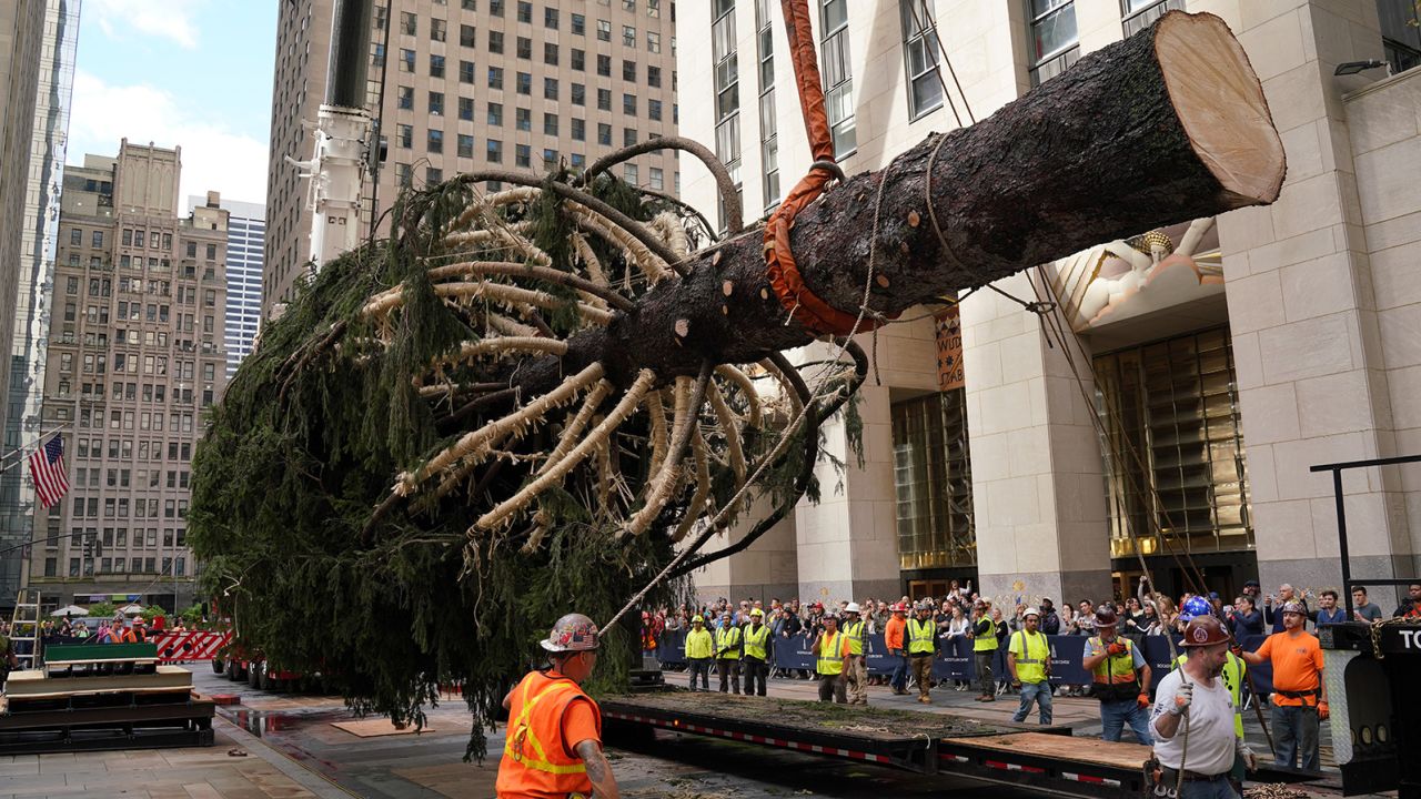 This year's tree arrived in Rockefeller Plaza on November 12. It's an 82-foot-tall Norway spruce.