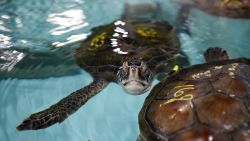 sea turtles rescued