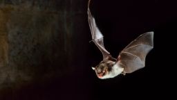 A Daubenton's bat (Myotis daubentonii) in flight and hunting at night.