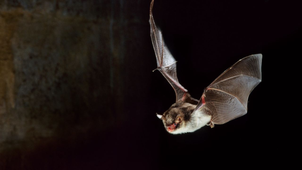 A Daubenton's bat, scientifically named Myotis daubentonii, hunts at night.