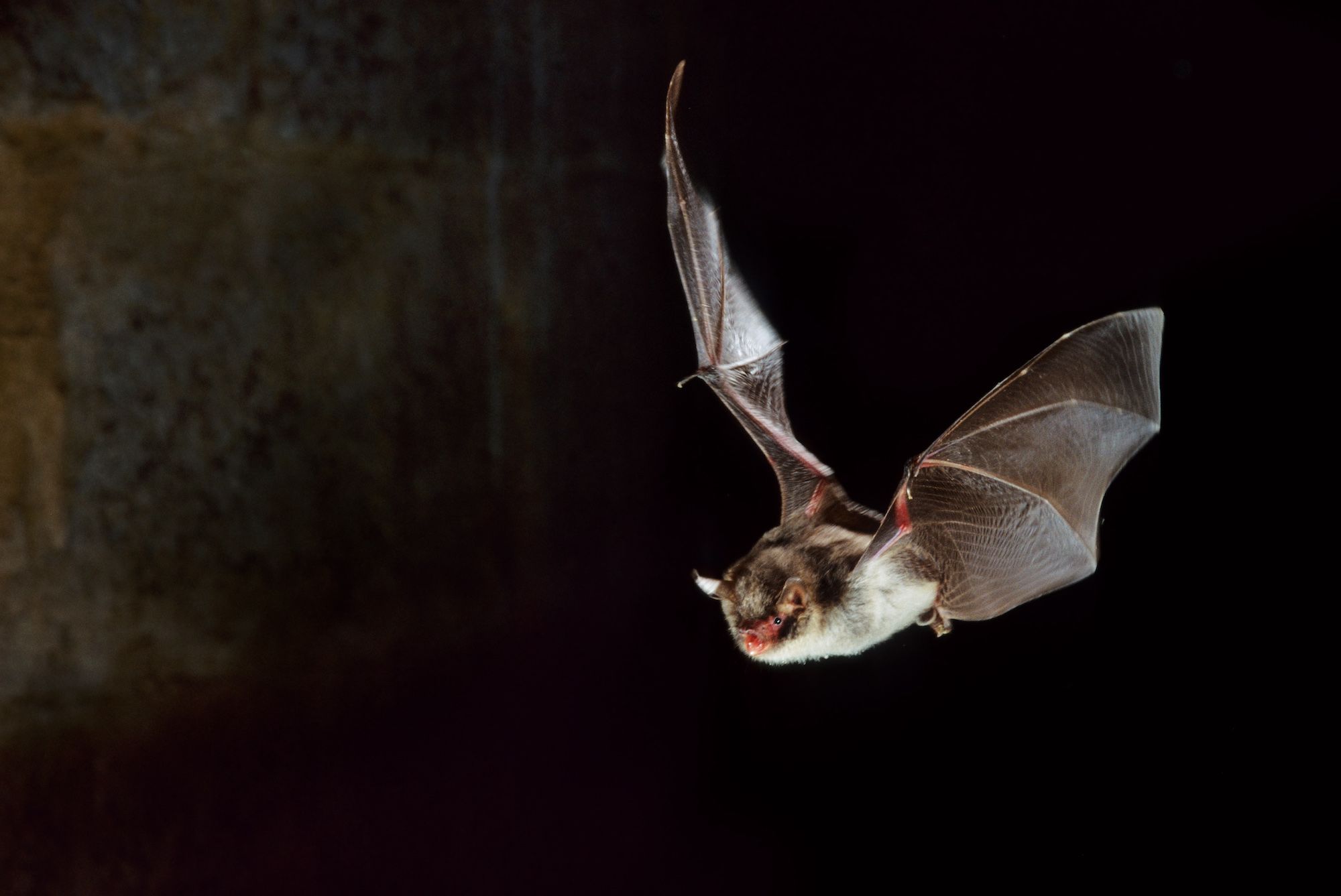 Bats use same techniques as death metal singers to vocalize, study finds |  CNN