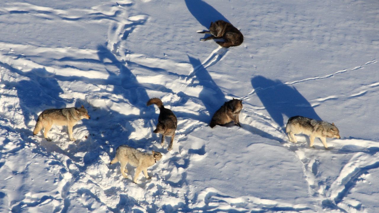 Mind-Controlling Parasite May be Affecting Gray Wolves’ Pack Dynamics in Yellowstone National Park