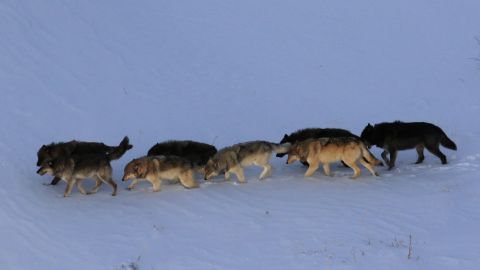 A mind-controlling parasite might be affecting the behavior of gray wolves in Yellowstone National Park.