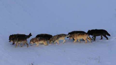 ‘Thoughts-control’ parasites make wolves likelier to be pack chief ‘Thoughts-control’ parasites make wolves likelier to be pack chief