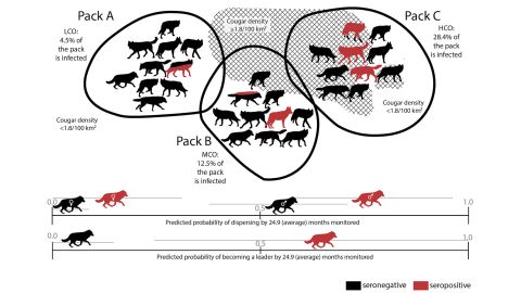 A graphic depicts the probability of dispersal and becoming a pack leader in healthy wolves compared with wolves infected by the T. gondii parasite over the course of two years.