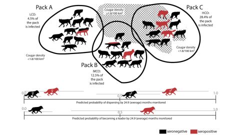 A graphic depicts the probability of dispersal and becoming a pack leader in healthy wolves compared with wolves infected by the T. gondii parasite over the course of two years. 