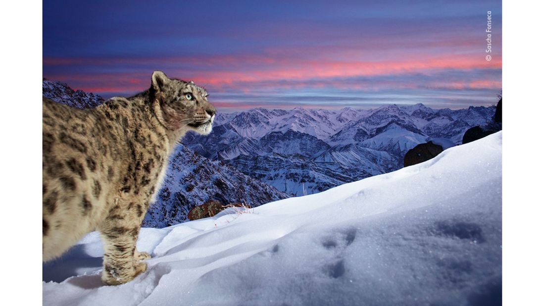 German photographer Sascha Fonseca captured this image of a snow leopard in the mountains of Ladakh in northern India.