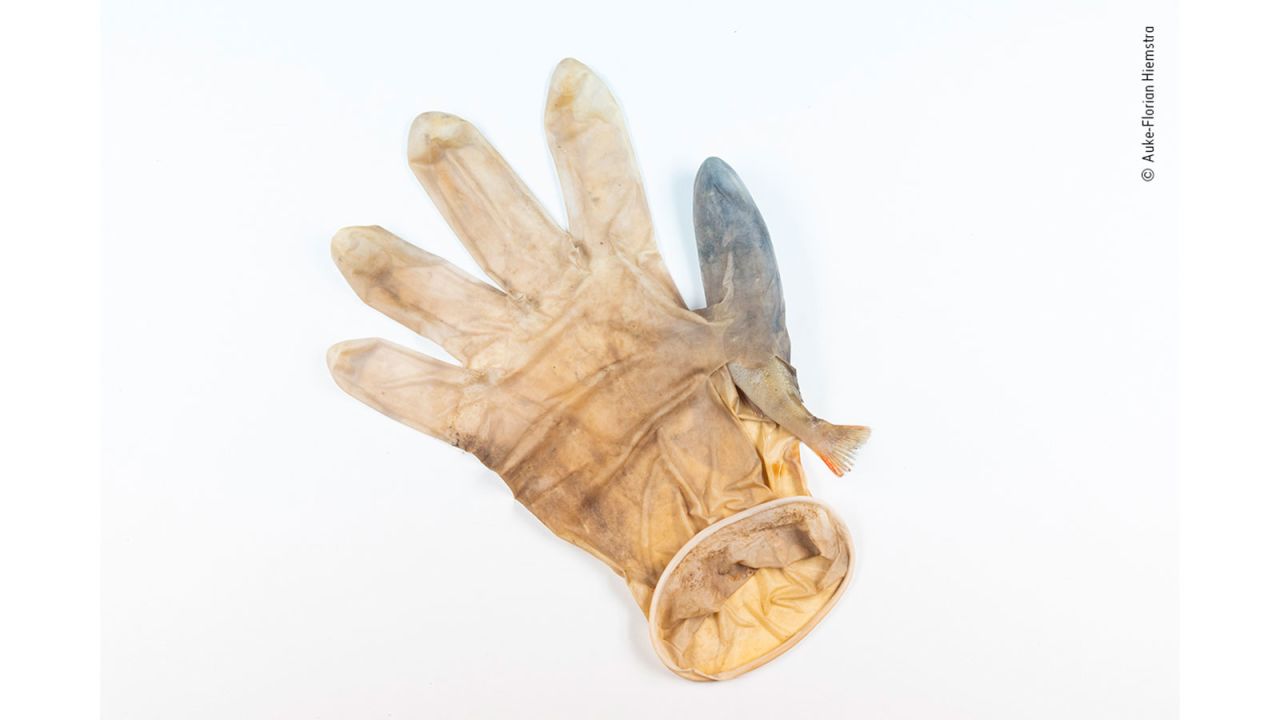 Dutch photographer Auke-Florian Hiemstra shot this photo of a young perch fish trapped inside a discarded surgical glove in Leiden, Netherlands.