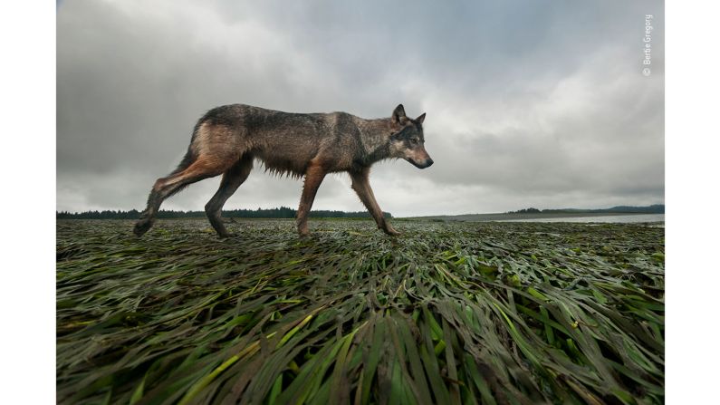 British photographer Bertie Gregory took this image of a female gray wolf walking on the west coast of Vancouver Island in British Columbia, Canada. 