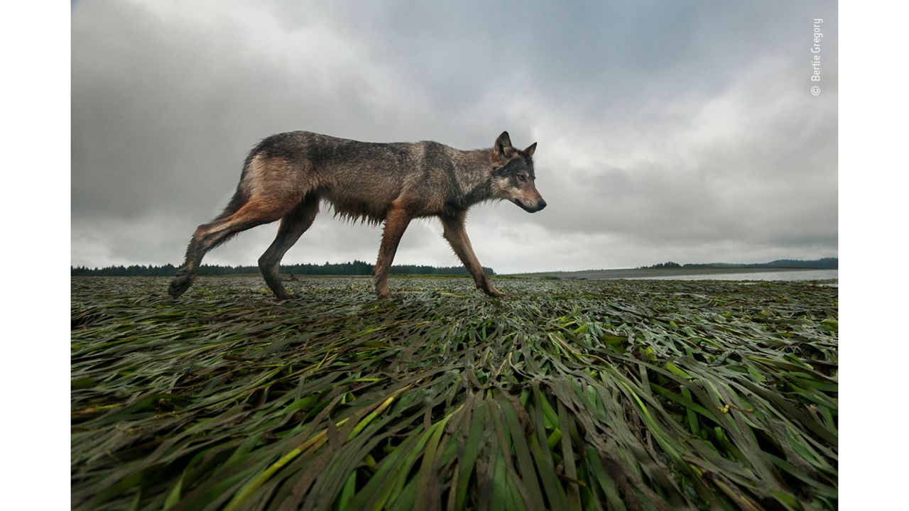 British photographer Bertie Gregory took this image of a female gray wolf walking on the west coast of Vancouver Island in British Columbia, Canada. 