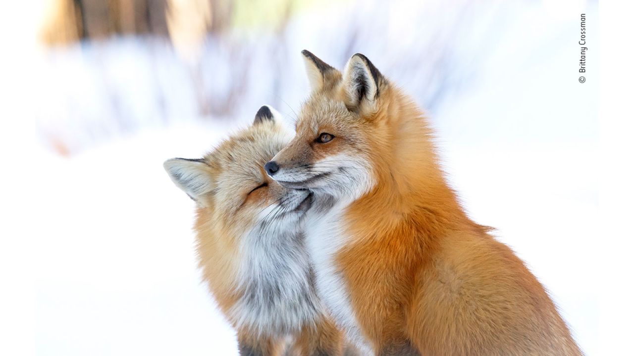 Two red foxes nuzzle on Prince Edward Island in Canada, photographed by Canadian Brittany Crossman.