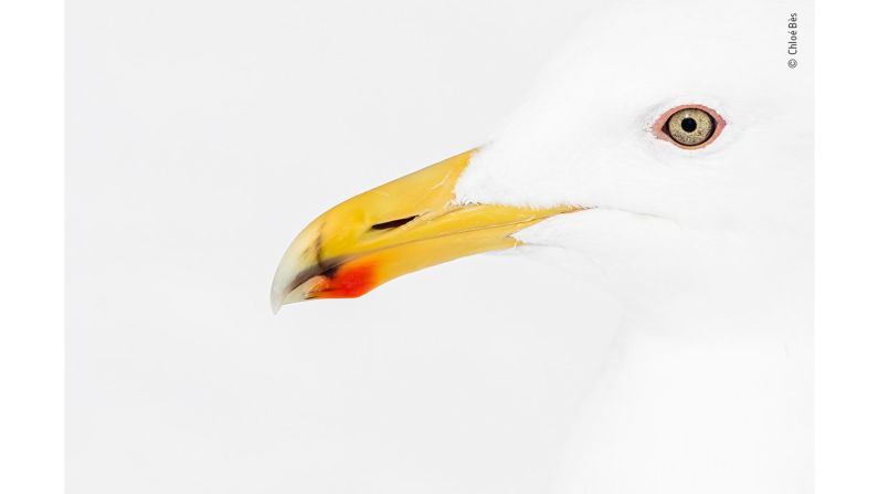 A glaucous-winged gull waiting for returning fishermen in Hokkaido island in Japan, shot by French photographer Chloé Bès.<br /><br /> 