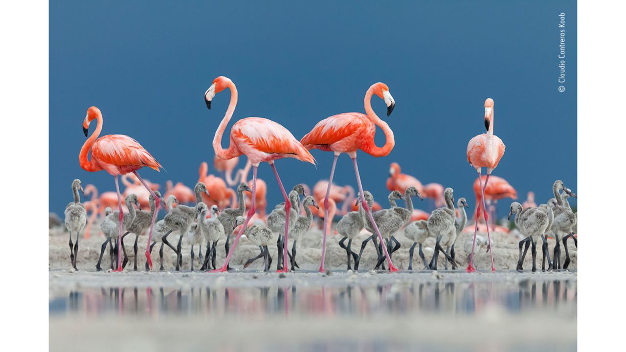 Caribbean flamingos in the Rio Lagartos Biosphere Reserve in Mexico, shot by Mexican photographer Claudio Contreras Koob.