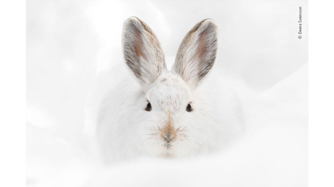 A snowshoe hare photographed by US photographer Deena Sveinsson in the Rocky Mountain National Park in Colorado.