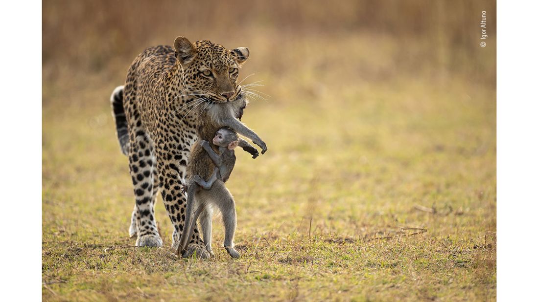 Spanish photographer Igor Altuna shot this image of a leopard carrying a dead Kinda baboon in Zambia's South Luangwa National Park. 