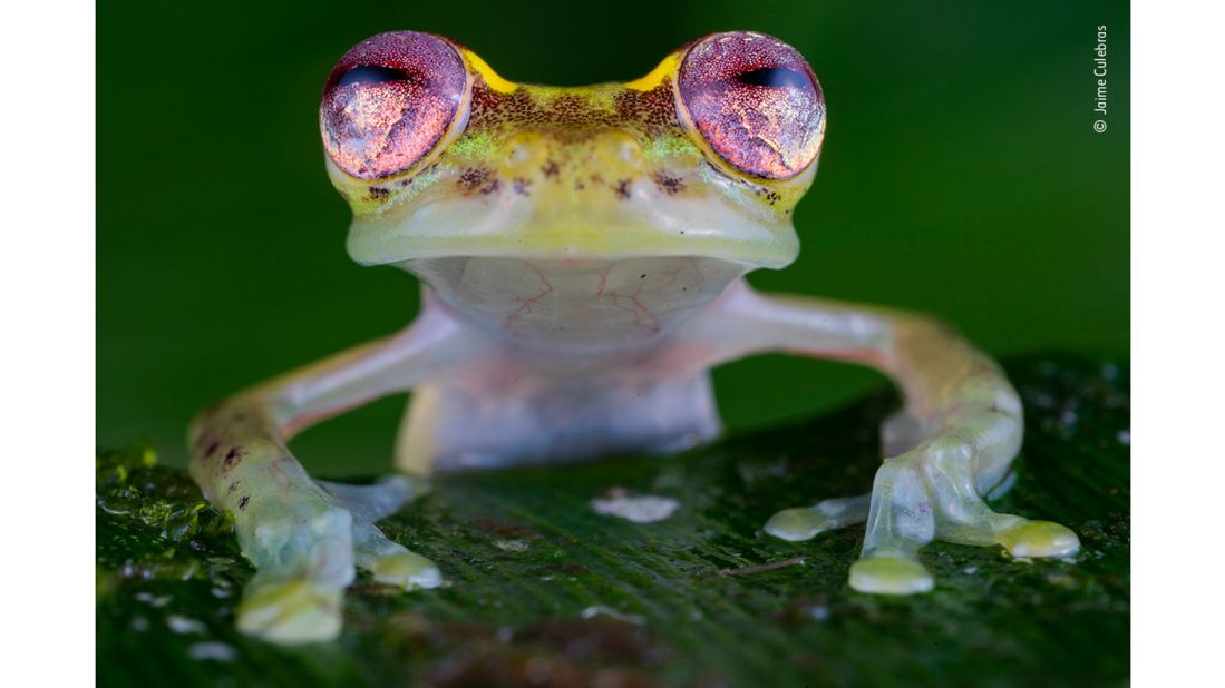Spanish photographer Jaime Culebras got this shot of a Mindo glass frog in the Río Manduriacu Reserve in northwest Ecuador.