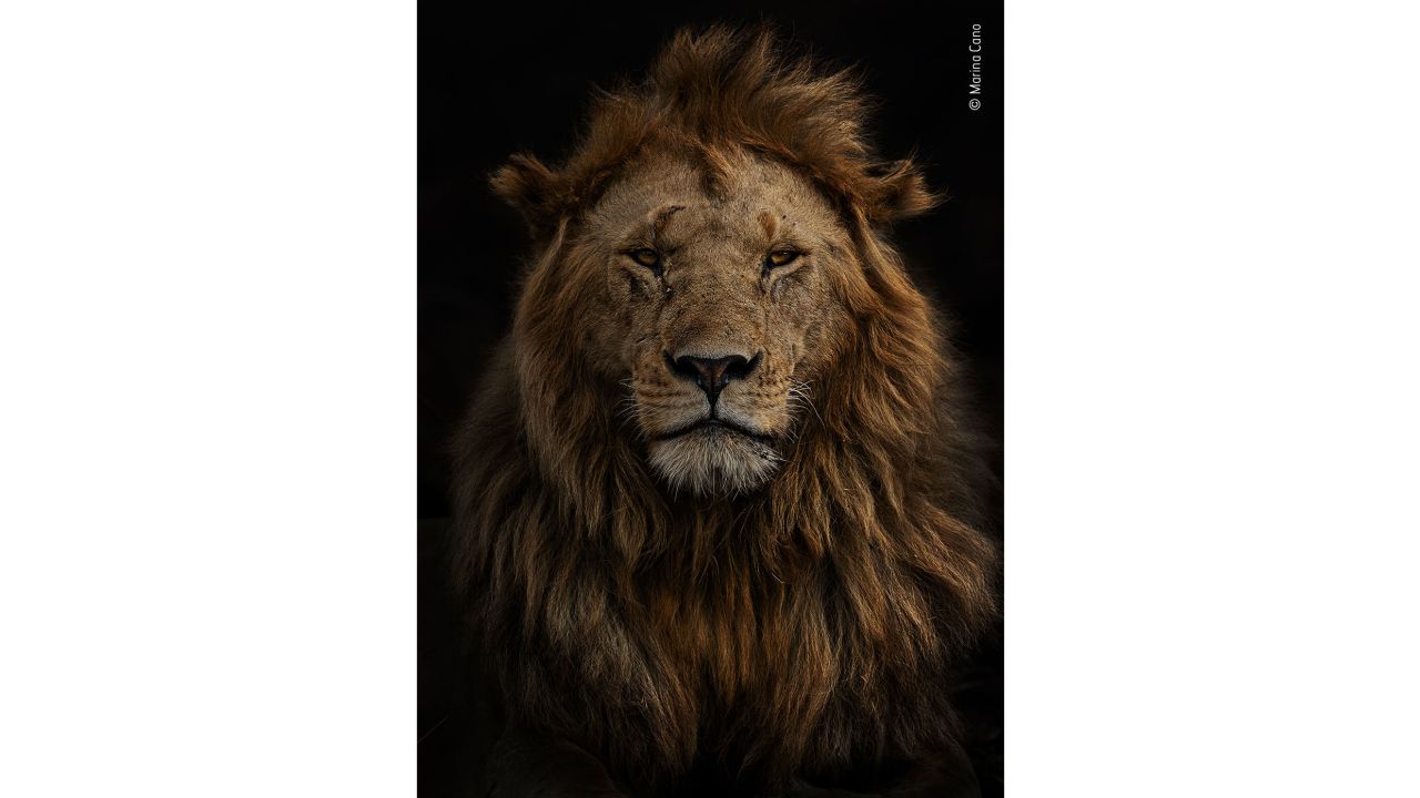 Spanish photographer Marina Cano took this image of a male lion named Olobor in Kenya's Maasai Mara National Reserve. 
