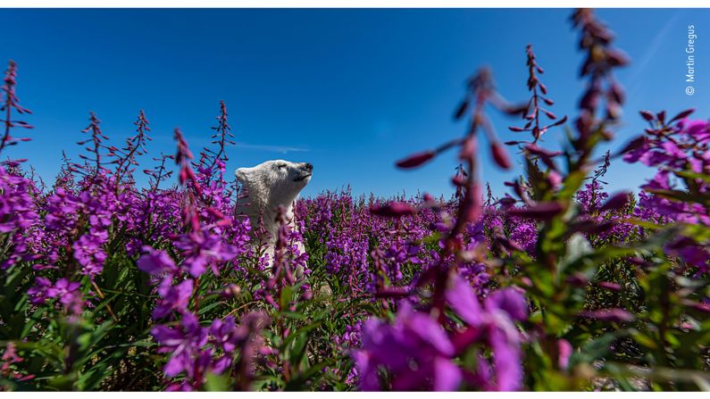 Canadian photographer Martin Gregus took this shot of a polar bear cub playing in fireweed on the coast of Hudson Bay in Canada.