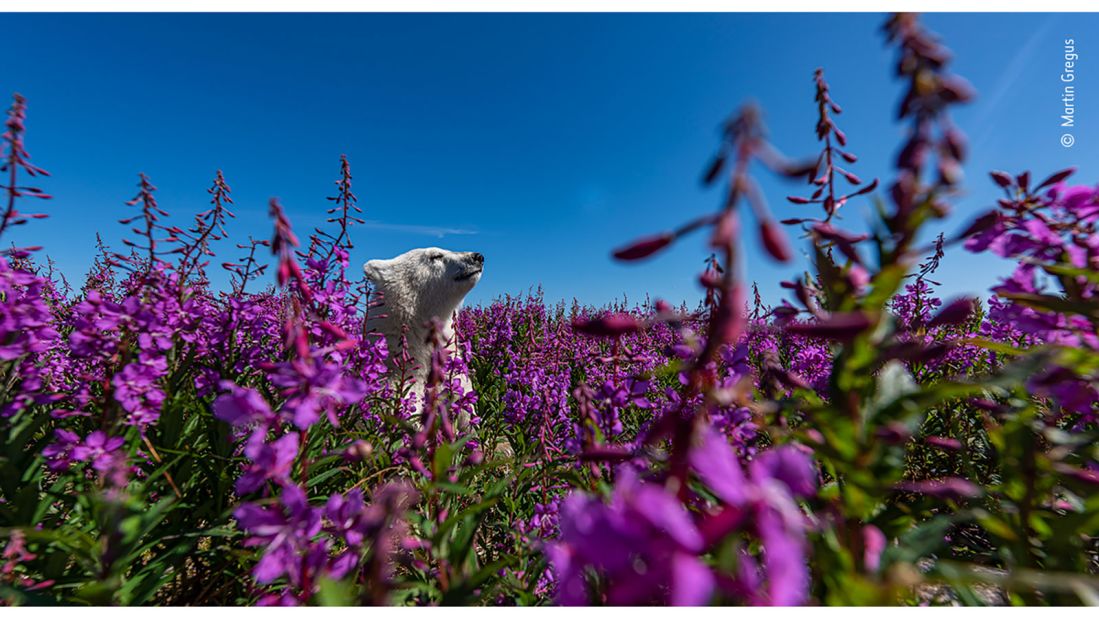 Canadian photographer Martin Gregus took this shot of a polar bear cub playing in fireweed on the coast of Hudson Bay in Canada.