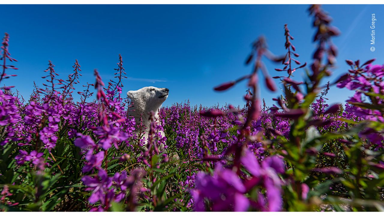 Canadian photographer Martin Gregus took this shot of a polar bear cub playing in fireweed on the coast of Hudson Bay in Canada.