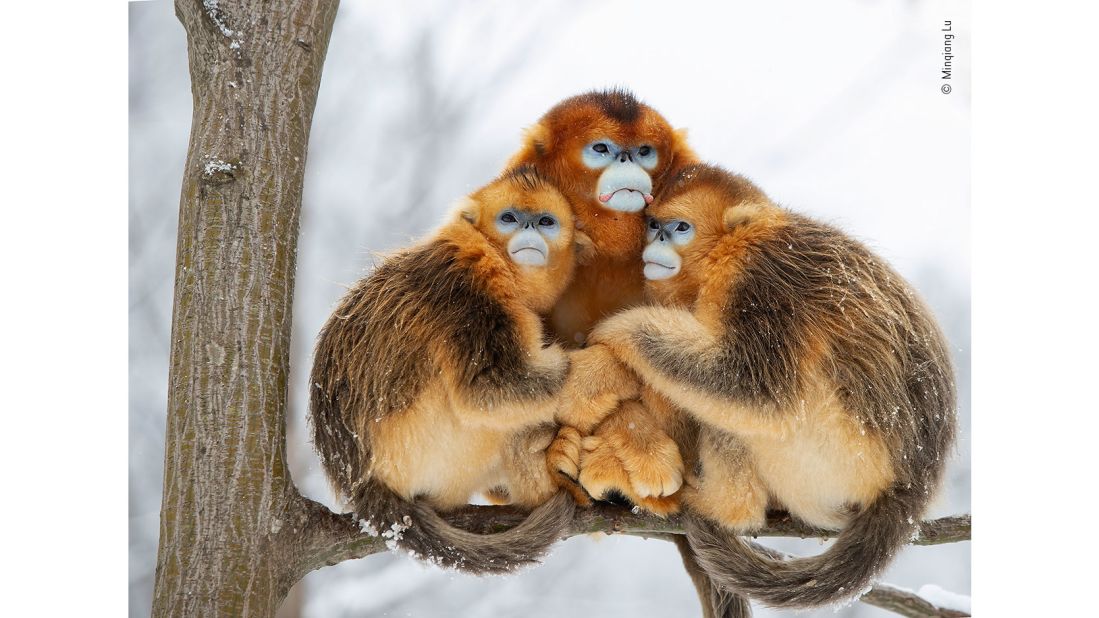 Golden snub-nosed monkeys huddle together in this photo by Chinese photographer Minqiang Lu, taken in the Qinling Mountains in China's Shaanxi province.