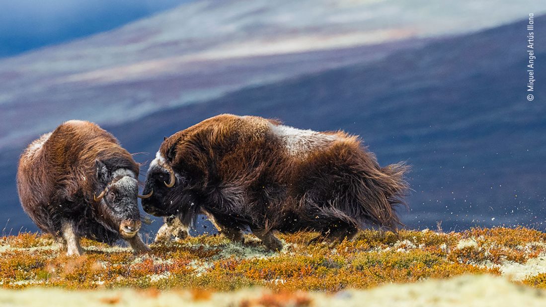 Spanish photographer Miquel Angel Artús Illana captured this image of two female muskoxen attacking each other in Norway's Dovrefjell-Sunndalsfjella National Park.
