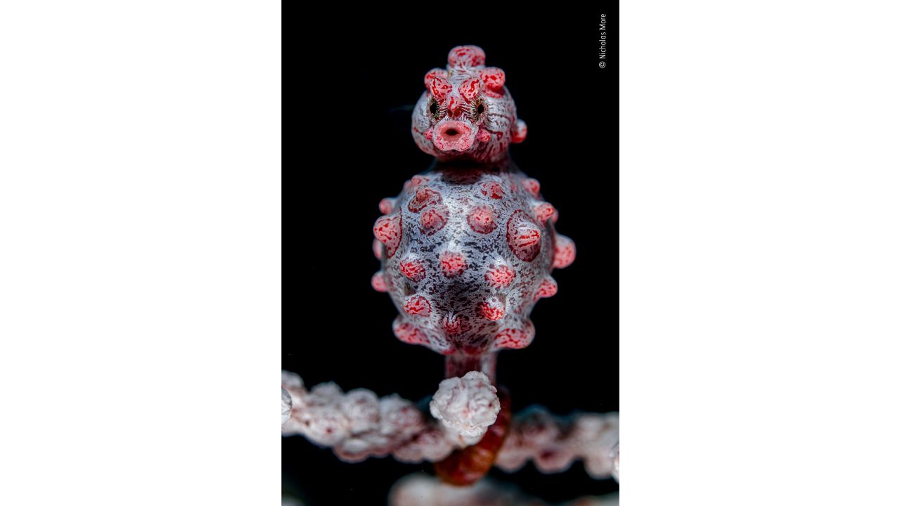British photographer Nicholas More captured this image of a male Bargibant's seahorse off the coast of Bali in Indonesia.