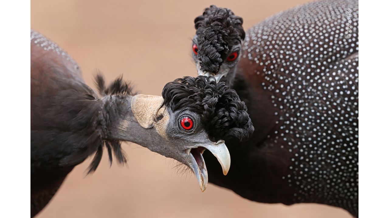 South African photographer Richard Flack took this photo of crested guineafowl as one scratched the other's head and ear, captured in South Africa's Kruger National Park.