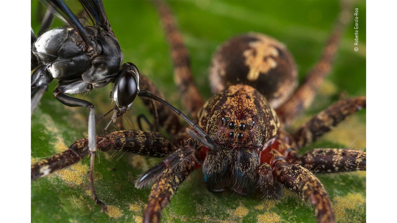 Spanish photographer Roberto García-Roa captured a moment of combat between a pompilid wasp and an ornate Ctenus spider in Tambopata, Peru.