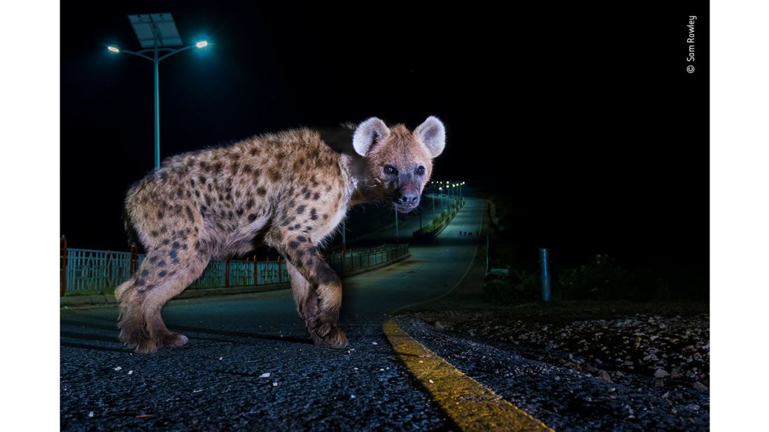 British photographer Sam Rowley captured this image of a spotted hyena in Harar, Ethiopia.