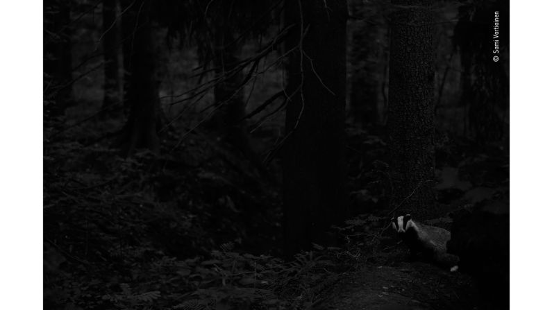 Finnish photographer Sami Vartiainen took this photo of a badger in a forest near Helsinki.