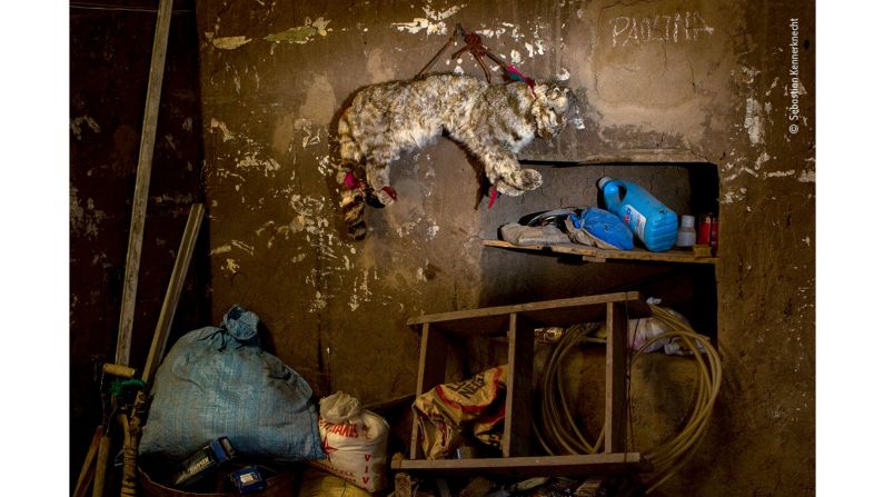 This stuffed Andean cat was photographed by US photographer Sebastian Kennerknecht in Abra Granada, Argentina.