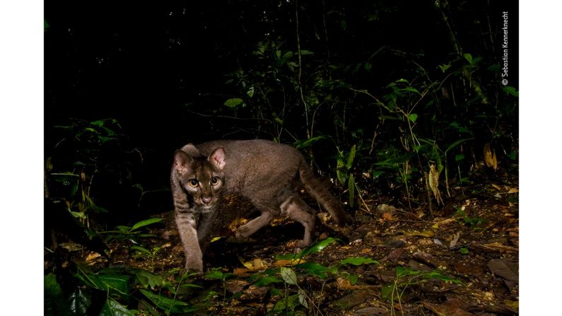 US photographer Sebastian Kennerknecht took this photo of the elusive African golden cat in Uganda's Kibale National Park.