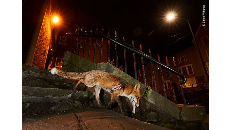 British photographer Simon Withyman took this photo of a young red fox injured by plastic barrier netting in Bristol, England.