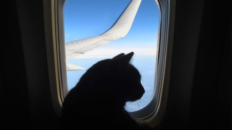 Air canada store cat in cabin