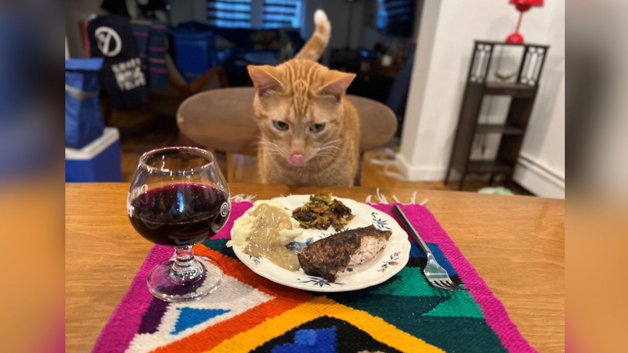 Smells, the cat who TSA recently rescued from a checked bag at JFK Airport, after he snuck into a suitcase in an attempt to fly to Orlando, enjoyed Thanksgiving at home in Brooklyn. 